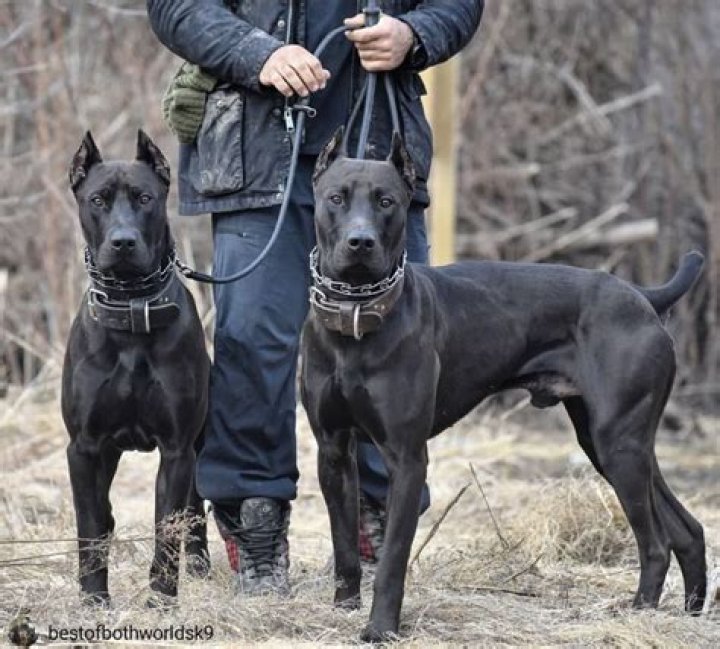 Borz Hund: The Majestic Canine Companion