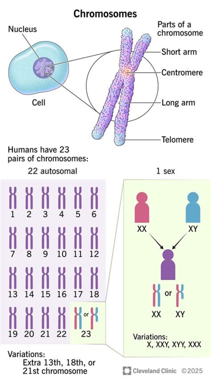 Brittany Griner's Chromosomes: Understanding The Athlete Beyond The Court