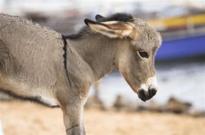 Discovering The Charm Of Baby Donkeys