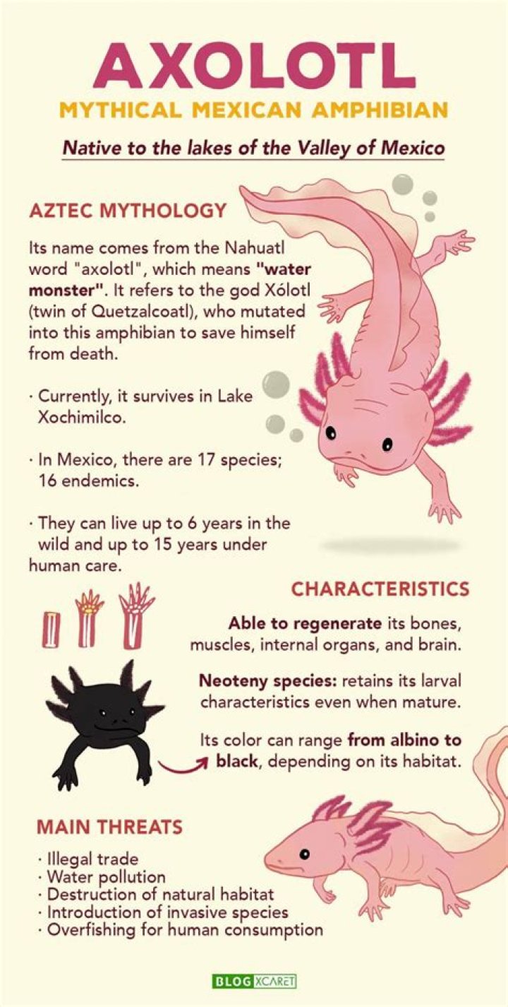 Exploring The Fascinating World Of Axolotls: 5 Types You Should Know