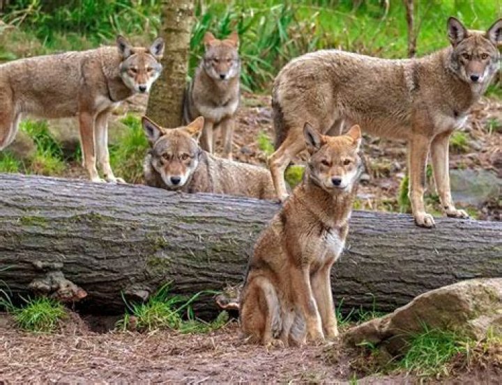 Exploring The Fascinating World Of Rob Lowe's Feet