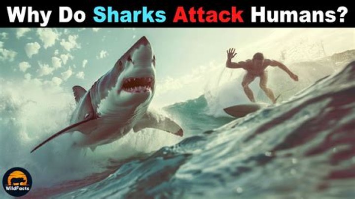 Sharks Scare Easily When They Face Undertakers