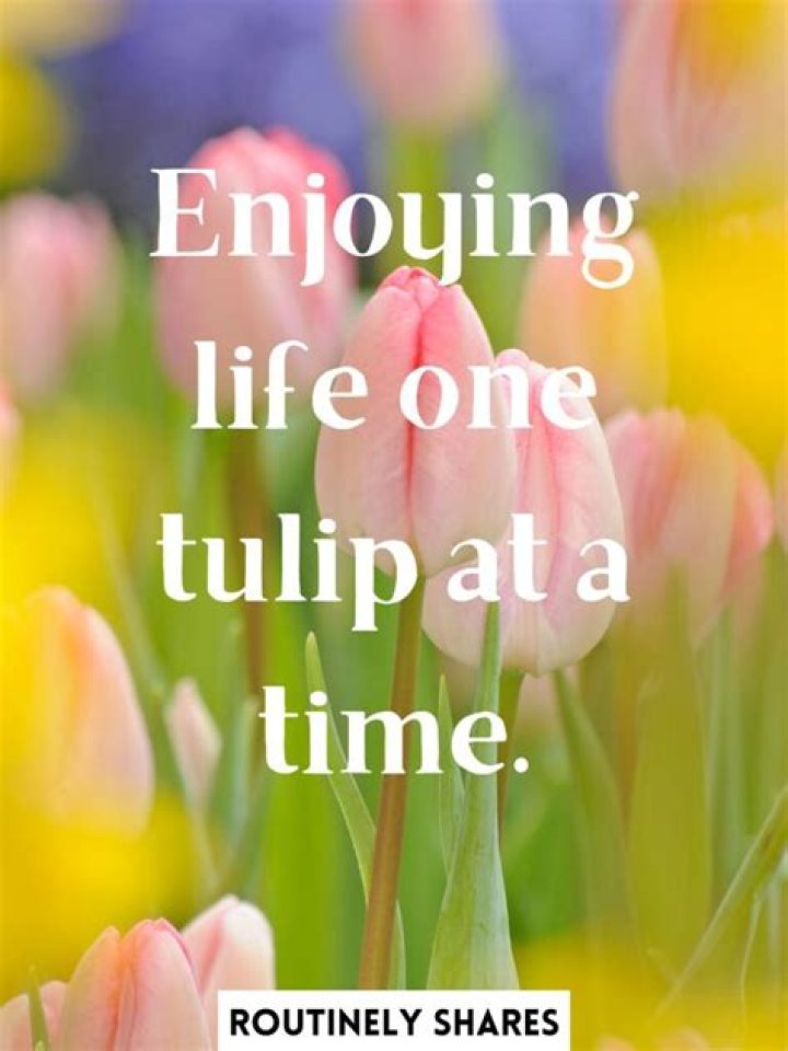 Tulip Captions For Instagram: Captivating Words To Bloom Your Posts