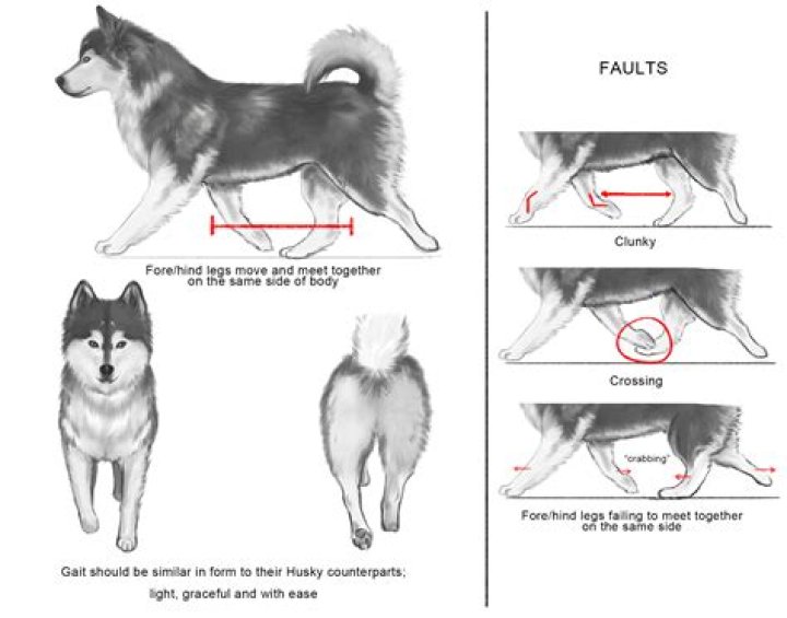 Understanding The Husky Body Type: Embracing Strength And Stamina