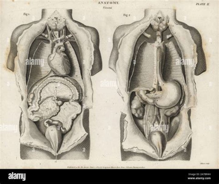 Unveiling The Mystery Of Tarrare Organ Autopsy