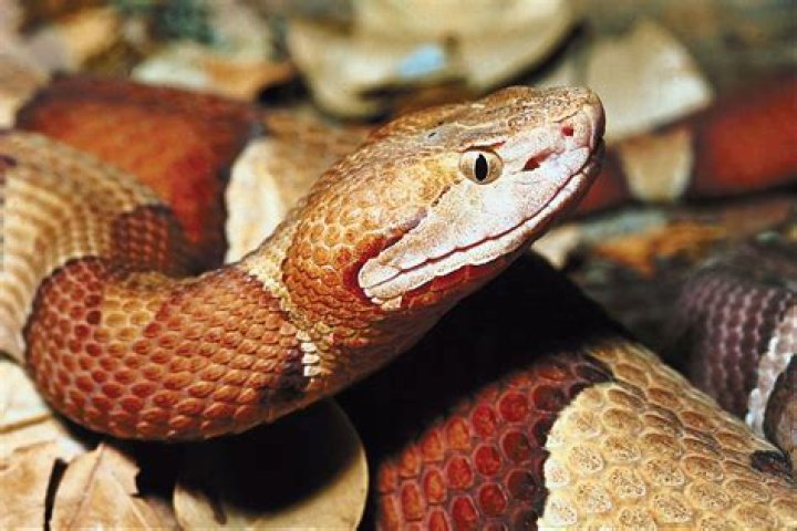 Venomous Copperhead Lyrics: Bite Of The Rattlesnake